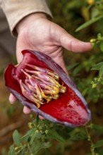 Blossom of a banana (Musa paradisiaca), opened banana blossom, Viñales, Cuba, Pinar del Río, Cuba,