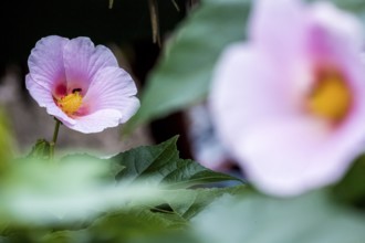 Hibiscus (Hibiscus), Cuba, Pinar del Río, Cuba, Central America, Viñales, Pinar del Río