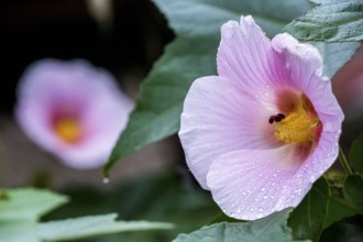 Hibiscus (Hibiscus), Cuba, Pinar del Río, Cuba, Central America, Viñales, Pinar del Río