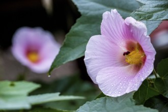 Hibiscus (Hibiscus), Cuba, Pinar del Río, Cuba, Central America, Viñales, Pinar del Río