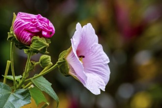 Hibiscus (Hibiscus), Cuba, Pinar del Río, Cuba, Central America, Viñales, Pinar del Río
