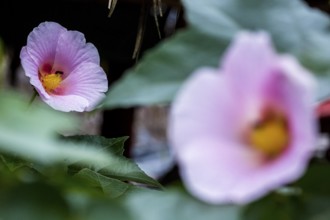 Hibiscus (Hibiscus), Cuba, Pinar del Río, Cuba, Central America, Viñales, Pinar del Río