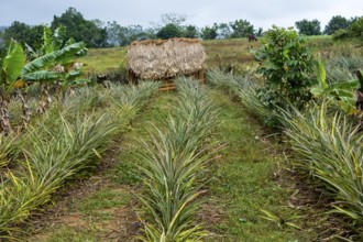 (Ananas comosus), pineapple, pineapple planting rows, Cuba, Pinar del Río, Cuba, Pinar del Río