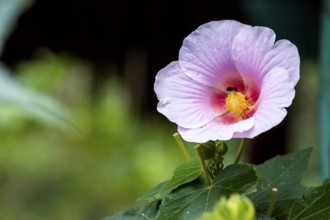 Hibiscus (Hibiscus), Cuba, Pinar del Río, Cuba, Central America, Viñales, Pinar del Río