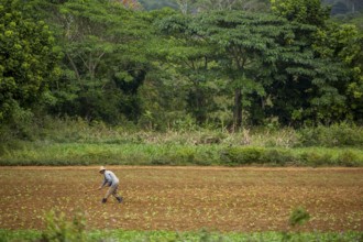 Tobacco (Nicotiana), Baür works his tobacco field in the Vinales Valley, Cuba, Pinar del Río, Cuba,