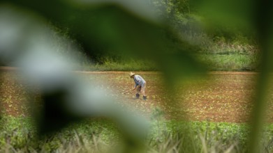 Baür works his tobacco field in the Vinalestal, Cuba, Pinar del Río, Cuba, Pinar del Río