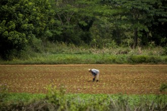 Tobacco (Nicotiana), Baür works his tobacco field in the Vinales Valley, Cuba, Pinar del Río, Cuba,