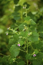 Mallow with flowers (Malva), Cuba, Pinar del Río, Cuba, Pinar del Río