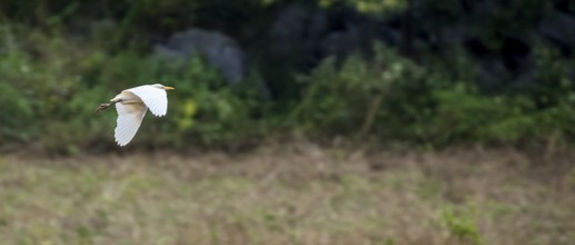 Cattle egret in flight, Cuba, Pinar del Río, Cuba, Pinar del Río