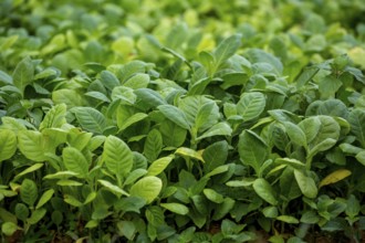 Tobacco (Nicotiana), planting bed for tobacco plants, cultivation of tobacco plants, Cuba, Pinar