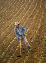 Tobacco (Nicotiana), Baür works his tobacco field in the Vinales Valley, Cuba, Pinar del Río, Cuba,