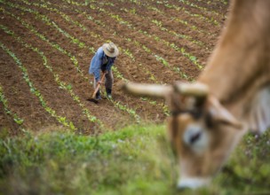 Tobacco (Nicotiana), Baür works his tobacco field in the Vinales Valley, Cuba, Pinar del Río, Cuba,