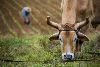 Ploughed cattle in the Vinalestal, Cuba, Pinar del Río, Cuba, Pinar del Río
