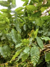 Banana leaves, Viñales, Cuba, Pinar del Río, Cuba