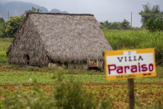 Barn covered with leaves for drying tobacco leaves, Viñales, Cuba, Pinar del Río, Cuba, Viñales,