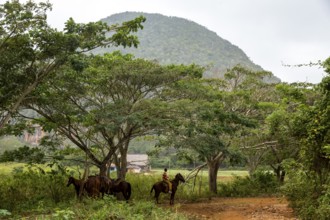 Tethered riding horses under a tree, Viñales, Cuba, Pinar del Río, Cuba, Viñales, Pinar del Río