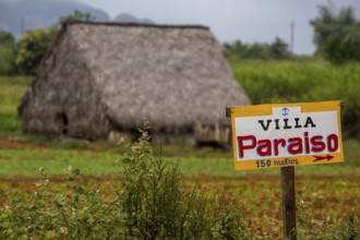 Barn covered with leaves for drying tobacco leaves, Viñales, Cuba, Pinar del Río, Cuba, Viñales,
