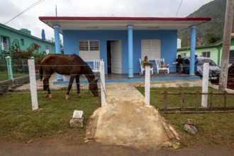 Private house with a horse in the front garden, Viñales, Cuba, Pinar del Río, Cuba, Viñales, Pinar