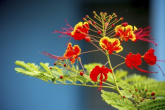 Red and yellow flowering plant in a Cuban ornamental garden in the Vinales Valley Viñales, Cuba,