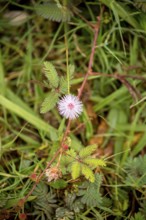 Mimosa pudica (Mimosa pudica), Viñales, Cuba, Pinar del Río, Cuba, Viñales, Pinar del Río