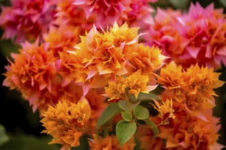 Flowering bougainvillea or triplet flower (Bougainvillea glabra), bougainvilla, flowers of the