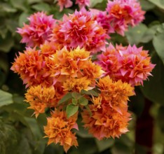 Flowering bougainvillea or triplet flower (Bougainvillea glabra), bougainvilla, flowers of the