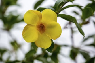 Golden trumpet (Allamanda cathartica), Viñales, Cuba, Pinar del Río, Cuba, Viñales, Pinar del Río