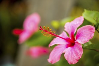 Pink Hibiscus (Hibiscus clayi), Hibiscus, Hibiscus flower, Viñales, Cuba, Pinar del Río, Cuba,