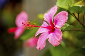 Pink Hibiscus (Hibiscus clayi), Hibiscus, Hibiscus flower, Viñales, Cuba, Pinar del Río, Cuba,