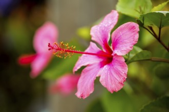 Pink Hibiscus (Hibiscus clayi), Hibiscus, Hibiscus flower, Viñales, Cuba, Pinar del Río, Cuba,