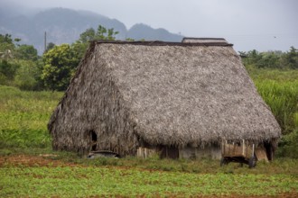 Barn covered with leaves for drying tobacco leaves, Viñales, Cuba, Pinar del Río, Cuba, Viñales,