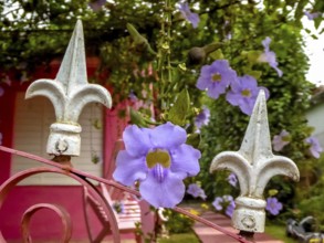 Orchid labiate, growing on a wrought iron fence in the Vinales Valley, Viñales, Cuba, Pinar del
