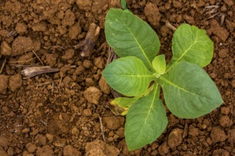 Tobacco (Nicotiana), Tobacco plants, Viñales, Cuba, Pinar del Río, Cuba, Viñales, Pinar del Río