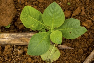 Tobacco (Nicotiana), Tobacco plants, Viñales, Cuba, Pinar del Río, Cuba, Viñales, Pinar del Río