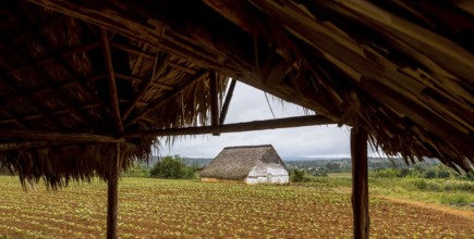 Leaf-covered shelter near a drying barn for tobacco plants, Viñales, Cuba, Pinar del Río, Cuba,