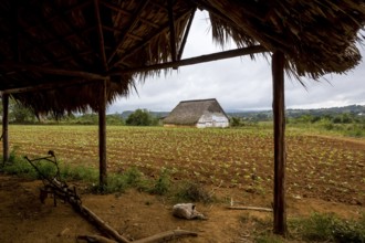 Leaf-covered shelter near a drying barn for tobacco plants, Viñales, Cuba, Pinar del Río, Cuba,