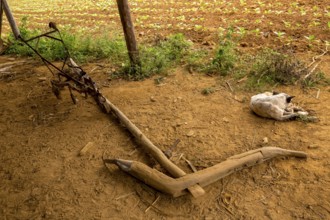 Leaf-covered shelter near a drying barn for tobacco plants, Viñales, Cuba, Pinar del Río, Cuba,