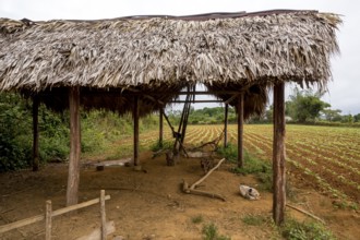 Leaf-covered shelter near a drying barn for tobacco plants, Viñales, Cuba, Pinar del Río, Cuba,