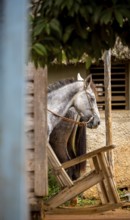 Tied horse on a terrace with rocking chair, Viñales, Cuba, Pinar del Río, Cuba, Viñales, Pinar del