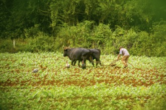Baür flügt mit zwei Bullen eeinen Tabakacker, Tobacco field, Agriculture, Tobacco (Nicotiana),