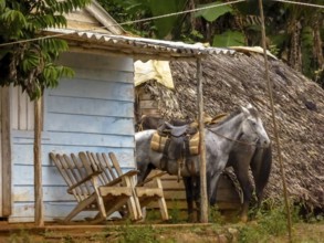 Tied horse on a terrace with rocking chair, Cuba