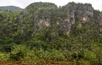 Karst mountains in the Vinales Valley, Viñales, Cuba, Pinar del Río, Cuba, Viñales, Pinar del Río