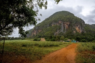 Red earth, finca, farmhouse below the overgrown hills in the Vinales Valley, Viñales, Cuba, Pinar