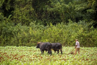 Baür flügt mit zwei Bullen eeinen Tabakacker, Tobacco field, Agriculture, Tobacco (Nicotiana),