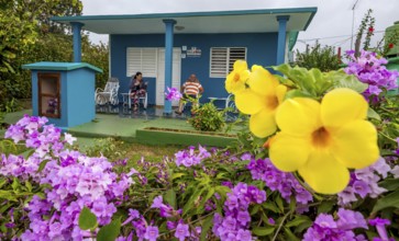 Golden trumpet (Allamanda cathartica) with Casa Particular, private accommodation in Cuba, Viñales,