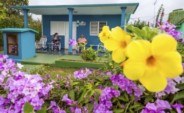 Golden trumpet (Allamanda cathartica) with Casa Particular, private accommodation in Cuba, Viñales,