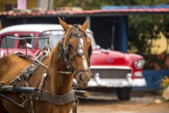 Brown horse in front of vintage car in the streets of Vinales, Viñales, Cuba, Pinar del Río, Cuba,