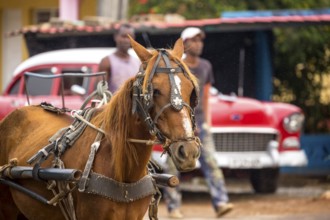 Brown horse in front of vintage car in the streets of Vinales, Viñales, Cuba, Pinar del Río, Cuba,