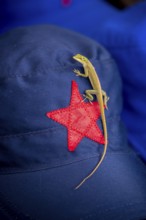 Beige cap with red Soviet star and gecko (Gekkonidae) and Ernesto Che Guevara sticker, La Habana,