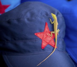 Blue cap with red soviet star and gecko (Gekkonidae), La Habana, Cuba, Caribbean, Central America,